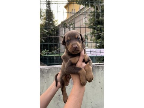 Harika anatomi doberman yavrular