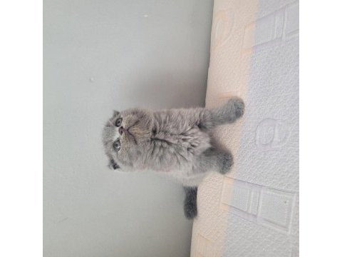 Kendi kedimin yavruları sahiplendireceğim