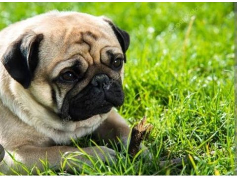 Safkan pug 2.5 yaşında