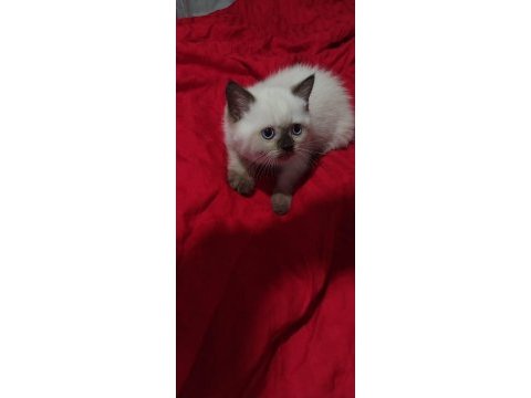 British blue point shorthair yavrularımız