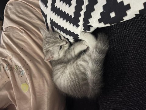 Sıcakkanlı sevimli dişi british shorthair
