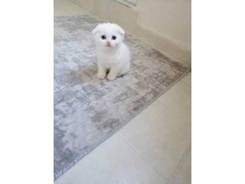 Scottish fold güzellik pofidik