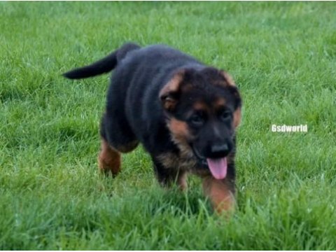 Scr belgeli alman çoban köpeği yavruları