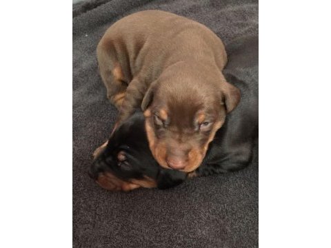 Estetikli ve estetiksiz doberman yavrular