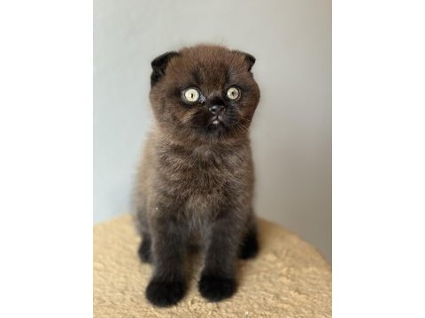 Scottish fold yavrumuz