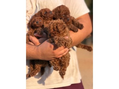 Red brown toy poodle elden teslim