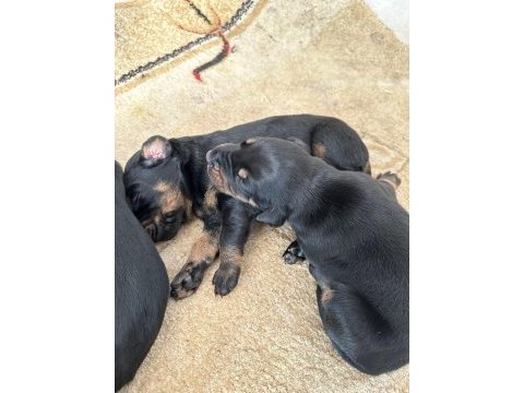 King doberman yavruları