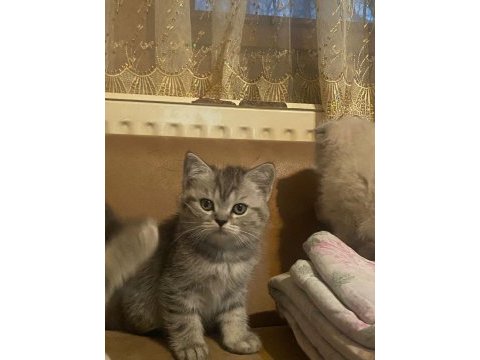 Muhteşem güzellikte british shorthair bebeklerimiz