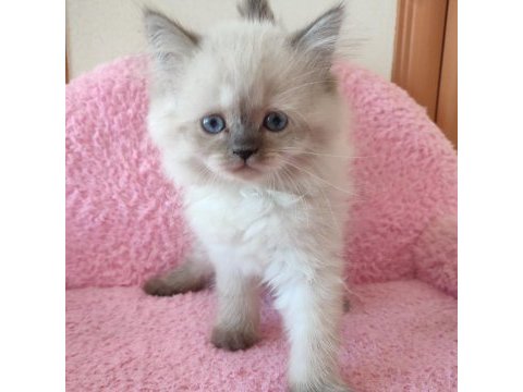 2 buçuk aylık british shorthair