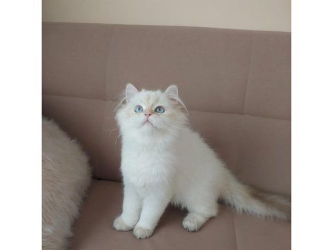 British longhair erkek