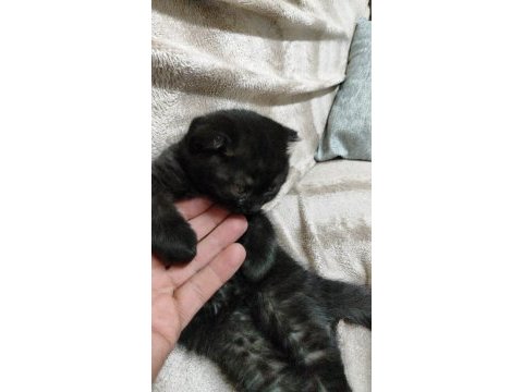 Gri scottish fold beklerimiz 3 aylık