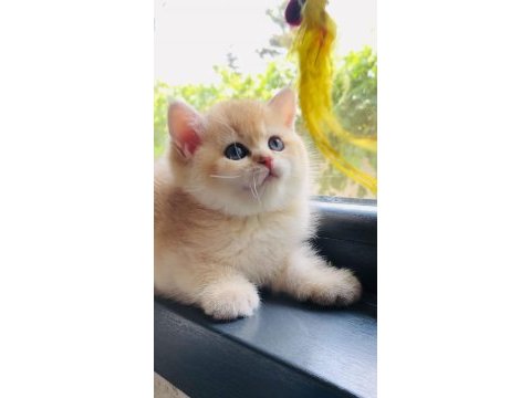 A kalite british shorthair gold yavrular