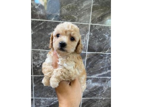 Minyatür orjinal maltipoo