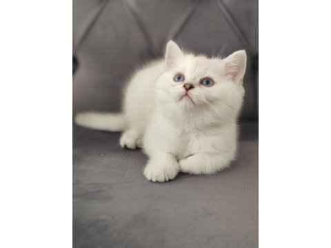 Safkan british shorthair erkek yavru