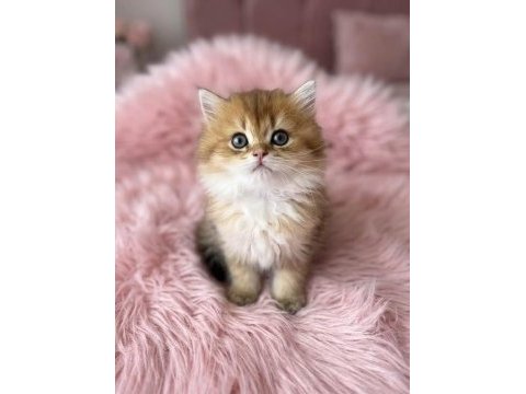 Safkan british longhair bebekler