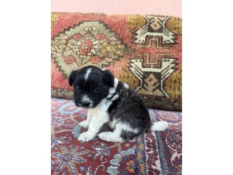27 günlük köpekler