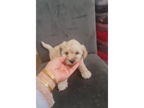Tuvalet egitimli minyatür maltipoo minnaklarım