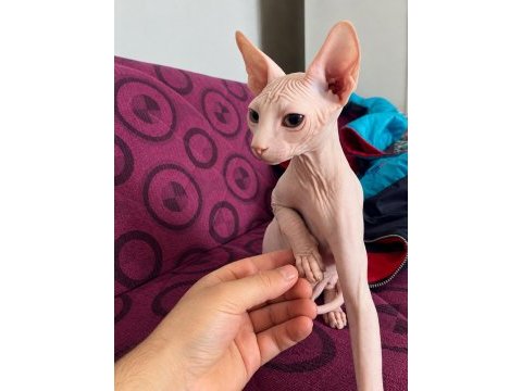 4 aylık üst düzey pembe lekesiz erkek sfenks