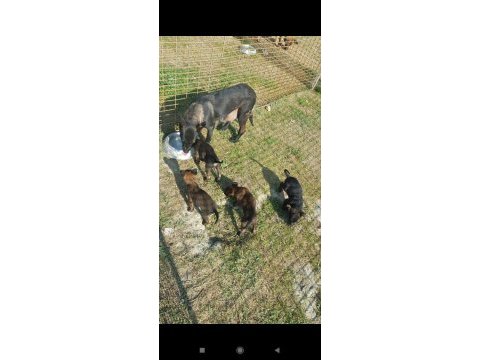 Malinois enerji ve heyecan belçika kurdu