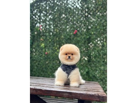Tedy bear pomeranian dişi
