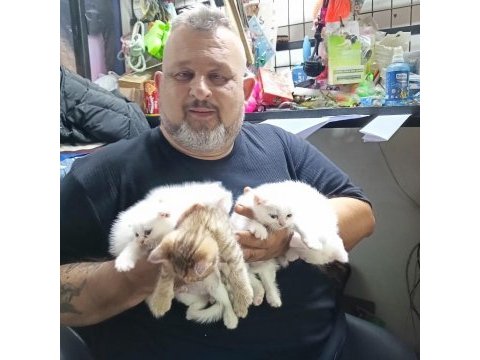 Teslime hazır iran kedisi yavrular