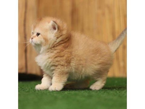 Anne baba şecereli golden british shorthair