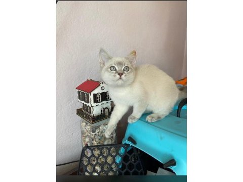 British shorthair 2 aylık dişi