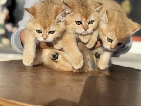 En güzel golden british shorthair yavrularımız