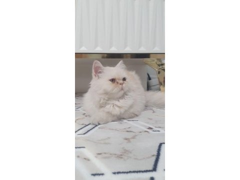 1 yaşında chinchilla kedime dişi arıyorum çiftleştirmek için