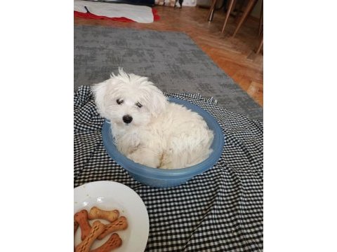 Maltese terrier yavrum