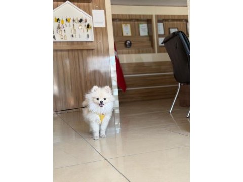 10 aylık oyuncu pomeranian
