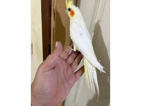 4 aylık eğitime açık %100 erkek lutino sultan yavru