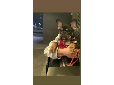 7 aylık anatomi ve renk güzeli french bulldog tina