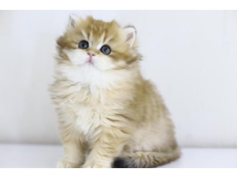 Teslime hazır tontik british longhair yavrular