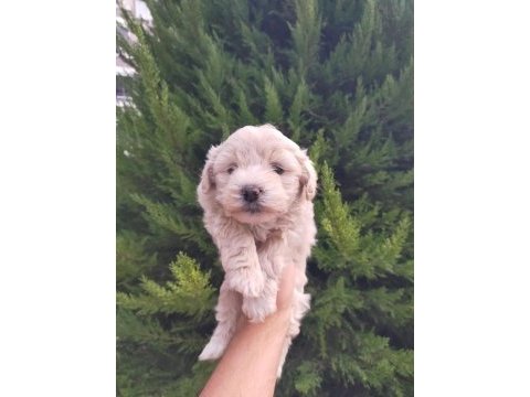 Maltipoo erkek bebeklerimiz