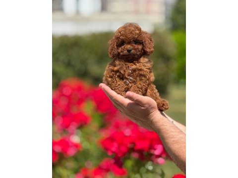 Toy poodle bebekleri