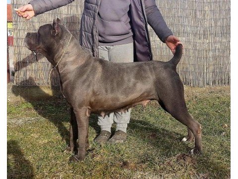 Şecereli anne babadan şecereli cane corso yavruları