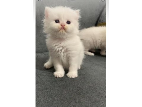 British longhair 35 günlük