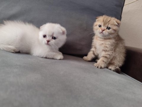 2 aylık yavru dişi kediler