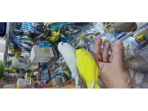 Yavru muhabbet kuşları