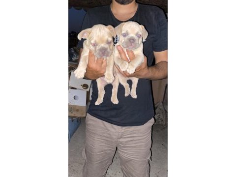 A kalite french bulldog yavrular günü gelen aşıları yapıldı