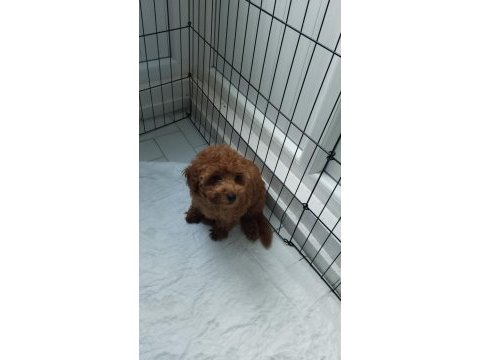 Toy poodle orjinal