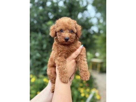 Erkek teacup poodle