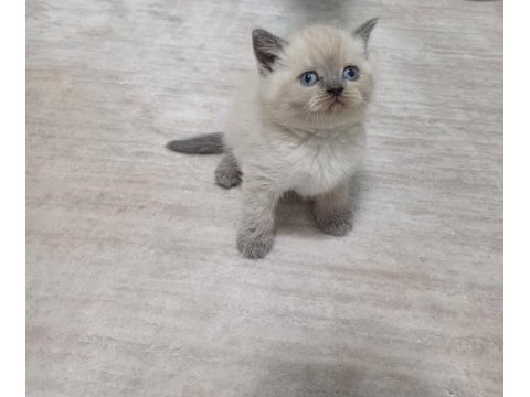 Minnoş kedim
