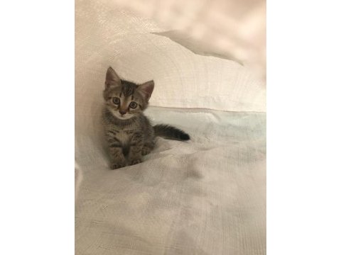 Ücretsiz ev kedisi 2 aylık