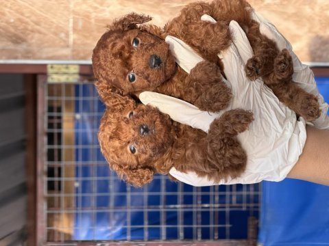 Kore poodle yavrularımız 