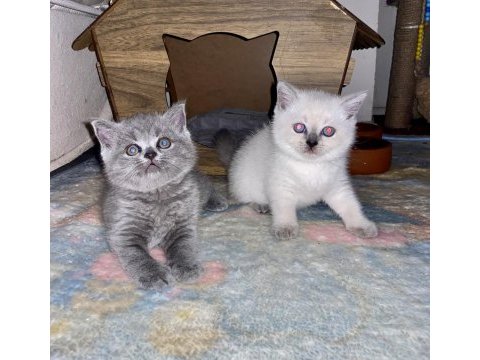 British shorthair yavrularıma yuva arıyorum