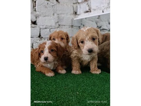 Maltipoo yavrularımız