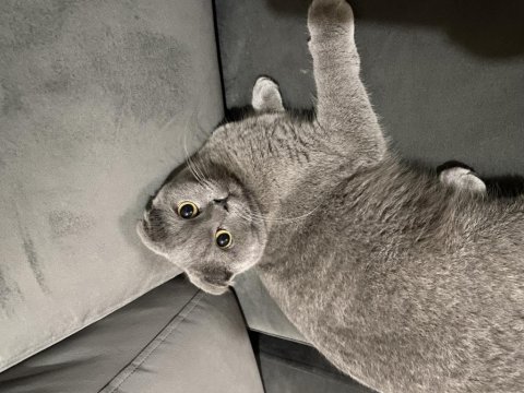 1.5 yaşında safkan dişi scottish fold