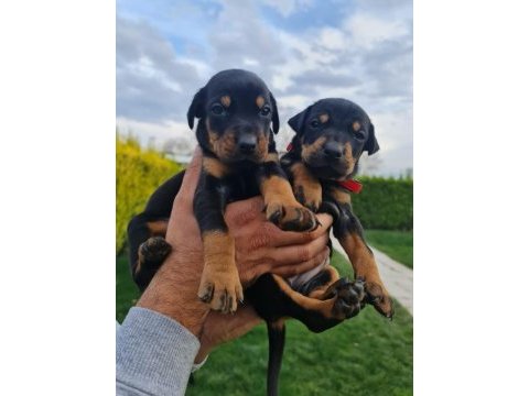 Orjinal king doberman